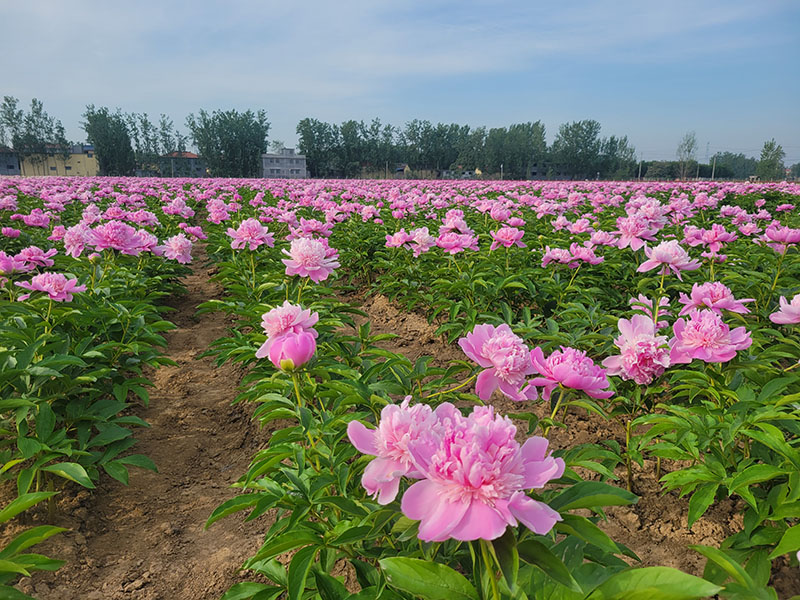 芍药基地