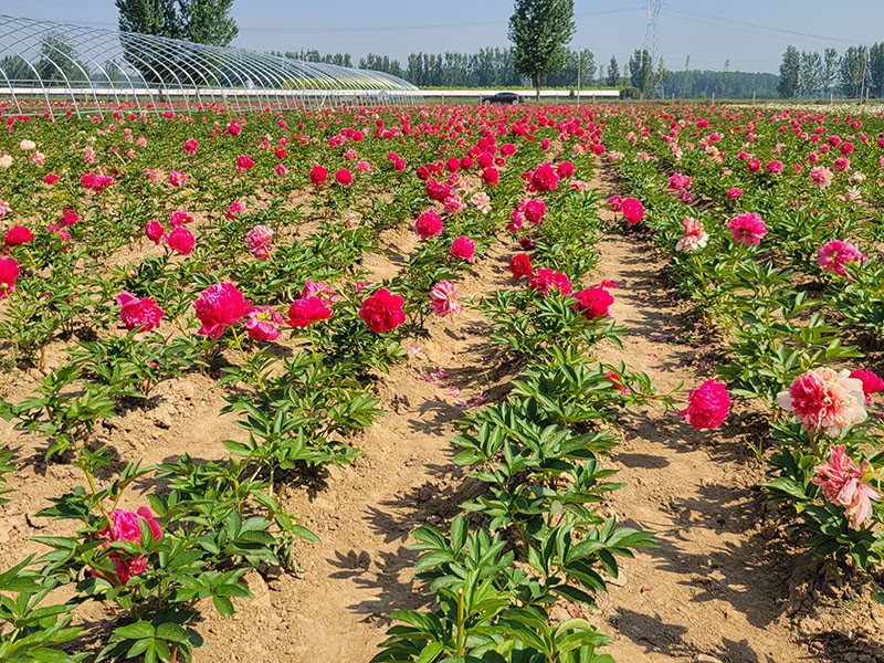 芍药基地