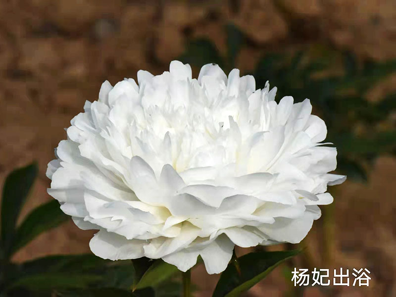 杨妃出浴 中晚期 花径极大 香味浓