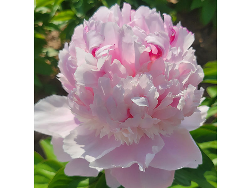 天 使的脸颊 中期 花茎极大 香味型