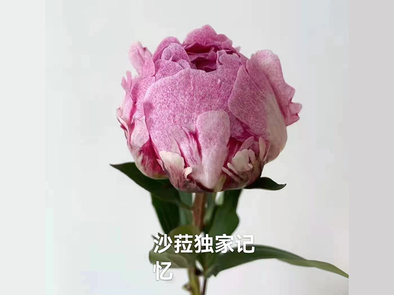 沙菈独 家记忆 中期 花径极大 重瓣型