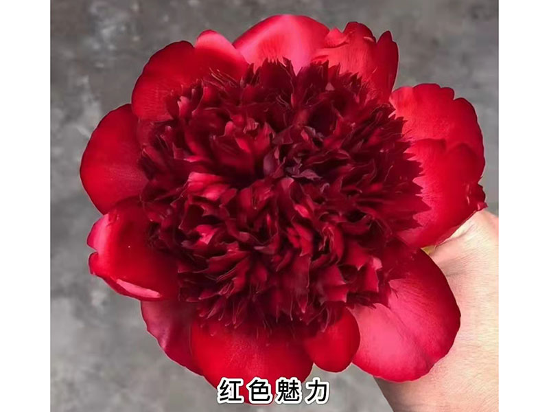 红色魅力 极早期 花径极大 香味浓 