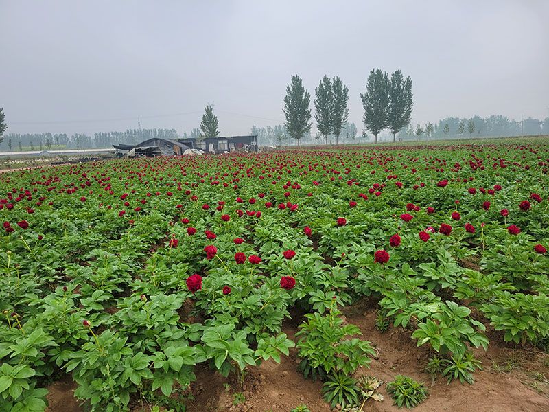 芍药基地