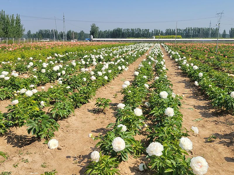 芍药基地