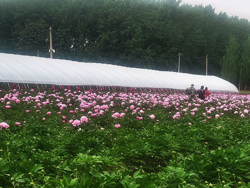 芍药基地