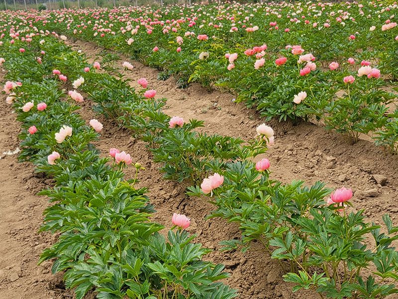 芍药基地