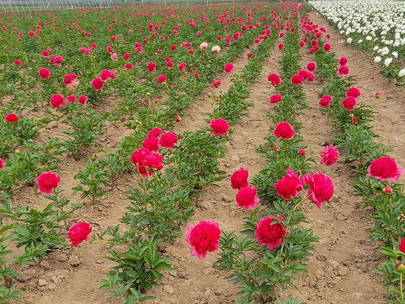 芍药基地