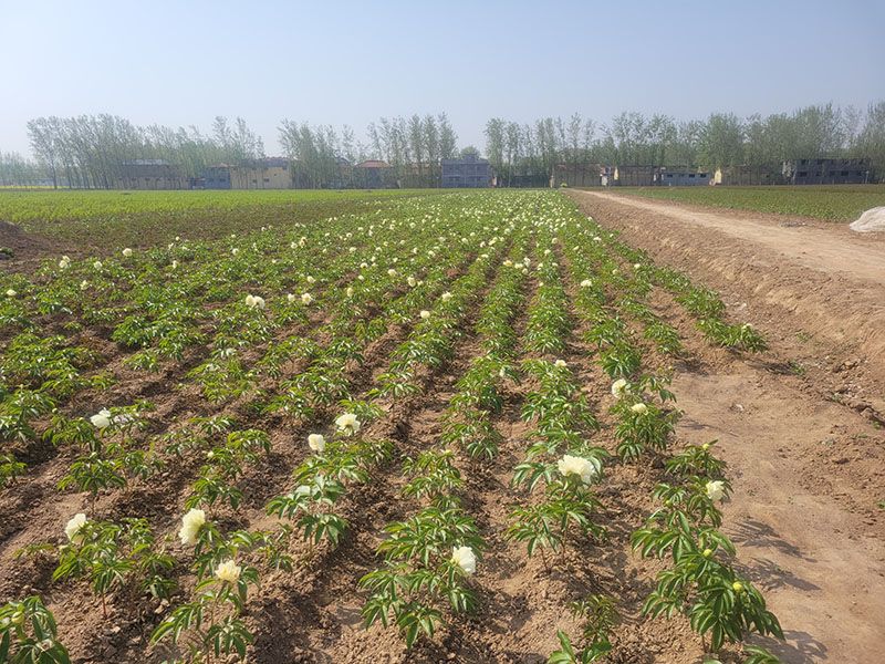 芍药基地