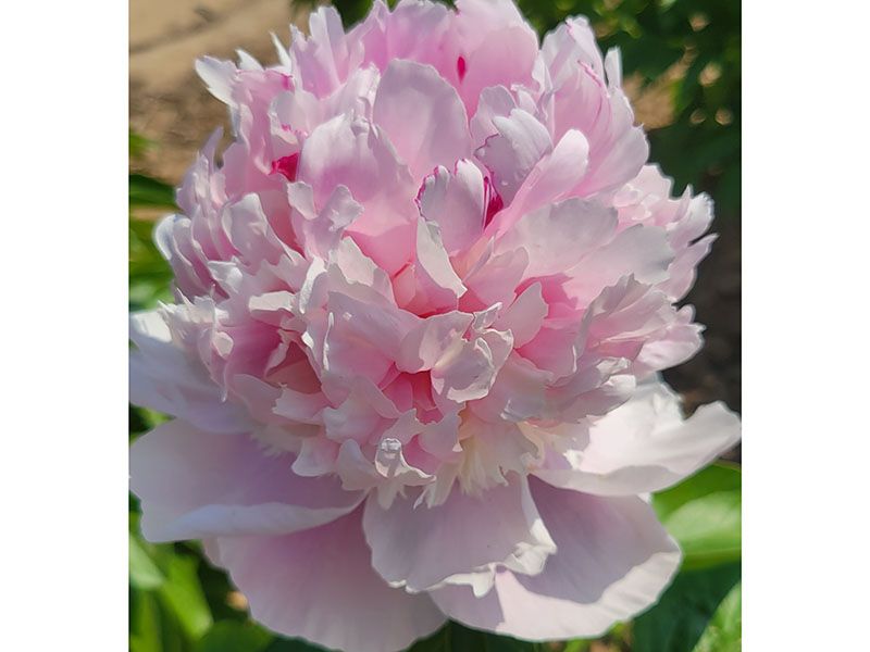 天 使的脸颊 中期 花径极大 香味浓