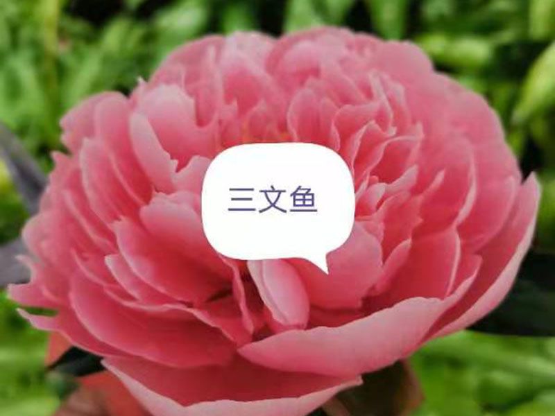 三文鱼 中早期 花径极大 重瓣型 