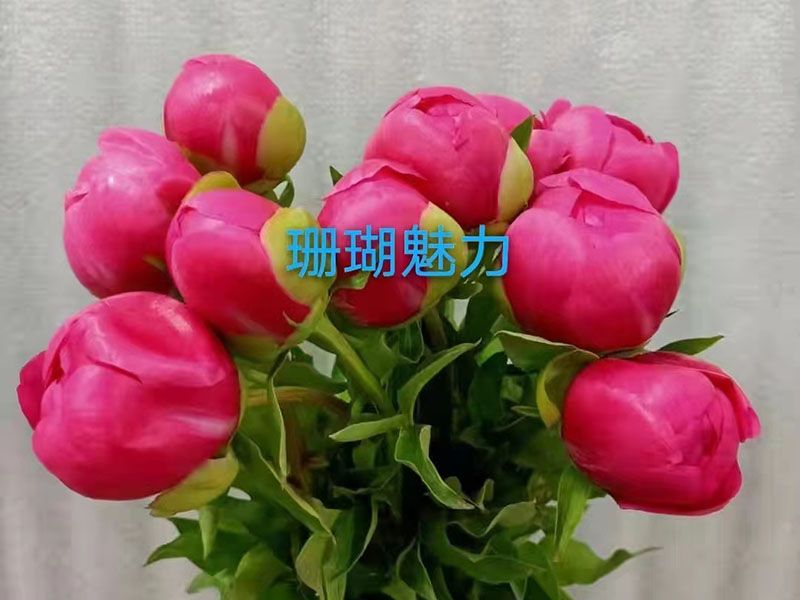 珊瑚魅力 早期 花径极大 香浓型 